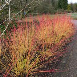 Cornejo sanguino 'Midwinter Fire'